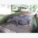 22 Vietnamese local pig breeds - Part 4