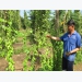 Intercropping ginseng with pepper brings high income