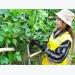 Lam Dong is determined to make organic standard