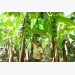 thoat-ngheo-nho-biet-trong-tham-canh-chuoi-tieu-hong