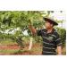 Đắk Nông: Mô Hình Liên Kết Trồng Cây Chanh Dây Ở Đắk Ha Đạt Năng Suất Cao
