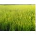 Các Giải Pháp Trồng Lúa Trên Đất Mặn