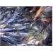 Cá Tra Chiếm 22% Giá Trị Xuất Khẩu Thủy Sản Việt Nam