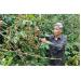 Cựu Chiến Binh Mường Ảng Tích Cực Tham Gia Phát Triển Cây Cà Phê