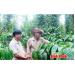 Thu Tiền Tỷ Mỗi Năm Từ 2 Ha Đất