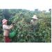 Cà Phê Huyện Sông Hinh (Phú Yên) Được Giá, Người Vui Kẻ Buồn