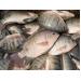 Triển vọng xuất khẩu cá rô phi