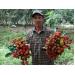 trung-quoc-ngung-nhap-chom-chom-nghich-mua-tieu-thu-eo-uot