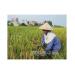Cần tránh đầu cơ trong kinh doanh lúa gạo