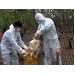 Khống chế thành công ổ dịch cúm gia cầm A/H5N6 tại Thái Bình