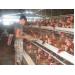 Vụ gà Mỹ bán phá giá tại Việt Nam tháng 11 hoàn thiện hồ sơ kiện