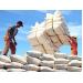  Giá gạo tăng do xuất khẩu thuận lợi