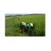 Đề nghị Chính phủ hỗ trợ nông dân vụ lúa không kết hạt