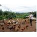 Hiệu quả từ mô hình nuôi gà thịt J-Dabaco tại Đắk Glong Đắk Nông