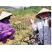 Sắp xếp đổi mới các nông lâm trường còn nhiều ách tắc