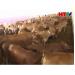 Triển khai dự án nuôi 150.000 con bò