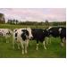 Giúp người chăn nuôi bò sữa vượt khó