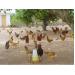 Nhân rộng mô hình nuôi gà thả vườn an toàn sinh học