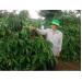 Phân bón Phú Mỹ giúp người trồng cà phê tăng thu nhập
