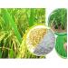 Lúa gạo cũng gia công, trợ cấp cho người mua thế giới