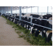 Trang trại bò sữa Thanh Hóa 2 sẽ có quy mô 2.000 con