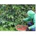 Nỗi niềm càphê Arabica Đà Lạt