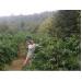 Nâng cao thu nhập nhờ trồng xen canh sầu riêng trong vườn cà phê