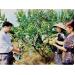 Thành phố Tuyên Quang khuyến khích phát triển vùng cây ăn quả