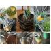 Bật mí mẹo trồng dứa tại gia chỉ với 5 bước cực đơn giản