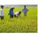 Nhật rót hơn 3 triệu USD trồng lúa chất lượng cao tại Việt Nam