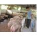 Phương pháp mới để xác định lượng khí thải metan ở lợn