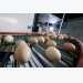 Impact of egg sweating on Salmonella penetration