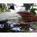 Kỹ thuật nuôi ong ký sinh phòng trừ bọ dừa quy mô nông hộ