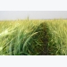 Study finds disease resistance in wheat germplasm