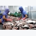 U.S. to make decision on fish imports from Vietnam next year