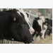Benefits of vitamin B for dairy cows