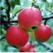 Kỹ thuật trồng cây táo tây tại nhà cho quả sai, trái ngọt quanh năm