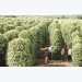 Exporting pepper is hard to return to the 'golden age'?