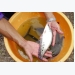 Triển vọng nuôi cá thát lát cườm lồng bè