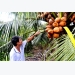 Trồng dừa Mã Lai cho thu nhập gấp 3 lần trồng lúa