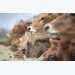 Better feed efficiency: Holstein or Jersey?