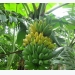 “Độc chiêu” trồng chuối tây Thái Lan bán cả lá, hoa, quả