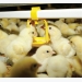Why use a starter feed from the day the chicks hatch?