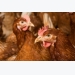 Keel bone damage in poultry layers explored