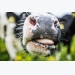 Oregano may reduce methane in cow burps