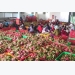 Vietnamese fruit, vegetable exporters seek opportunities in EU