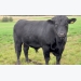 Breeding ‘safer’ hornless Holstein cows