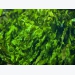 Feeding seaweed may reduce cattle emissions