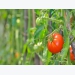 Fertilising tomatoes after planting