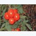 Leafy crop vs fruiting crop the balancing act